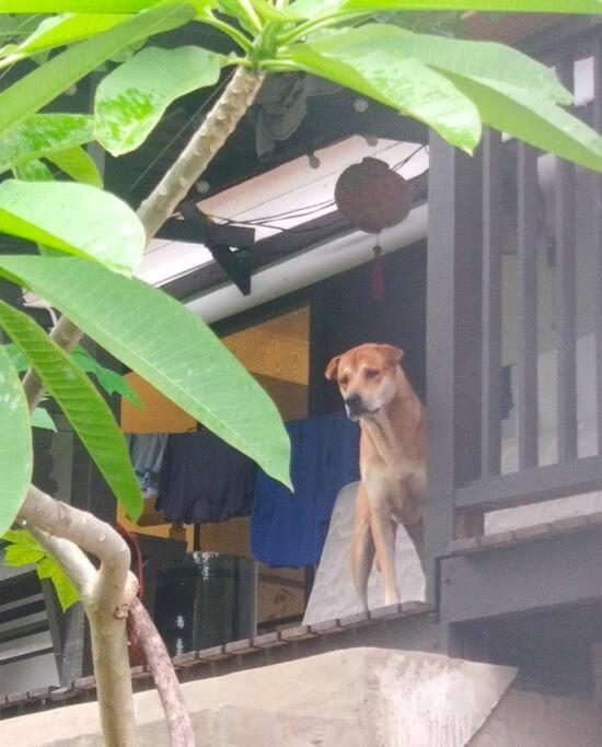 Kk Jungle Hideaway Lovely Apartment 5 Mins Walk To Town Kota Kinabalu Exteriér fotografie